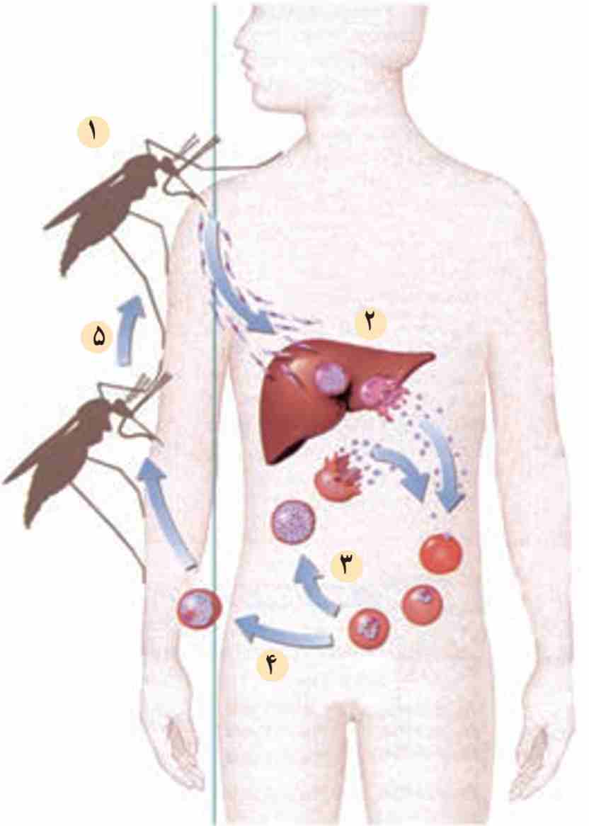 چرخه زندگی پلاسمودیوم. پلاسمودیوم چرخه زندگی پیچیده‌ای دارد که پشه و انسان را در بر می‌گیرد.