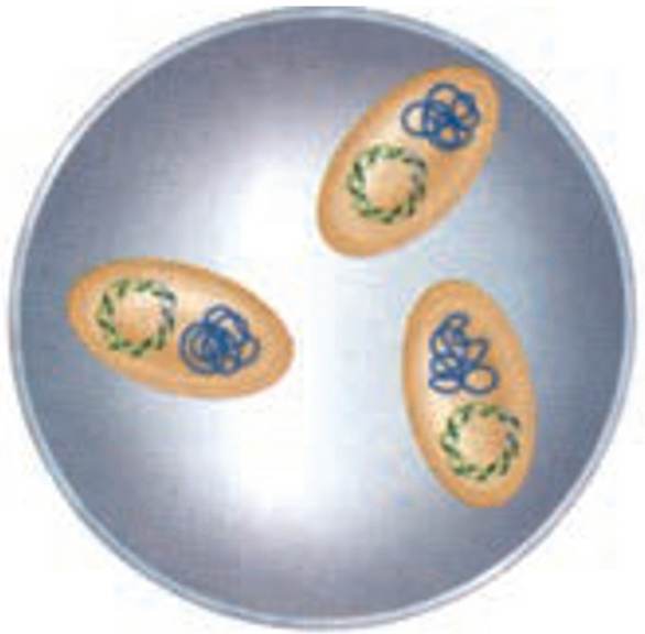 غربال کردن مهندسی ژنتیک