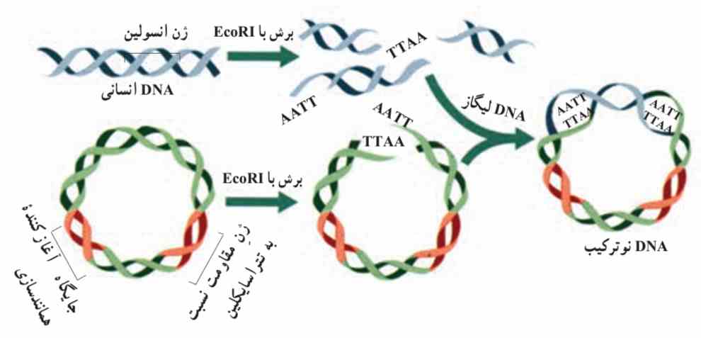 آنزیم‌های محدود‌کننده DNA را برش می‌دهند