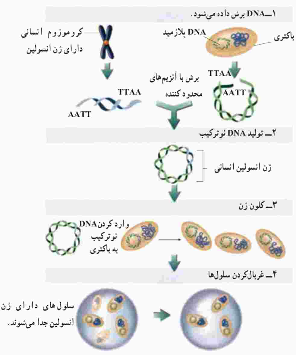 در بسیاری از آزمایش‌های مهندسی ژنتیک یکی یا همه این مراحل اساسی انجام می‌شود
