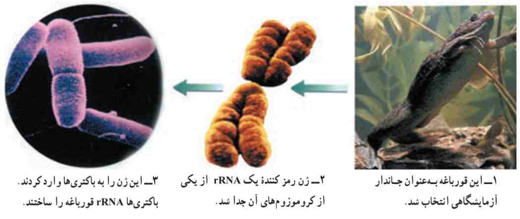 ایجاد تغییر در ژن‌های یک موجود زنده. کوهن و بایر