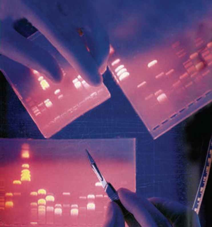 ژل انگشت‌نگاری DNA