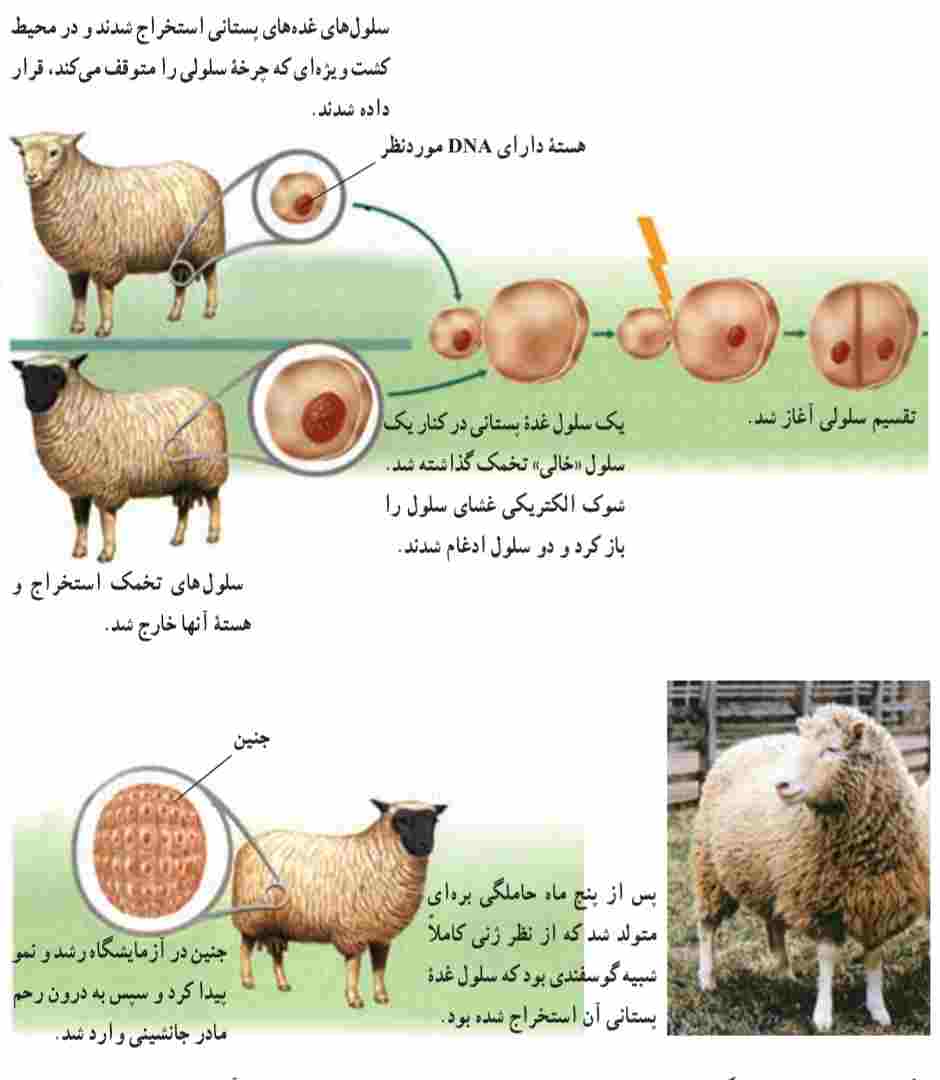 کلون کردن گوسفند از سلول پستان