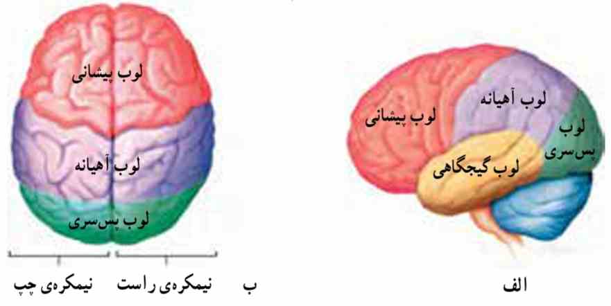 لوب‌های مغز انسان الف) از نیم رخ و ب) از بالا