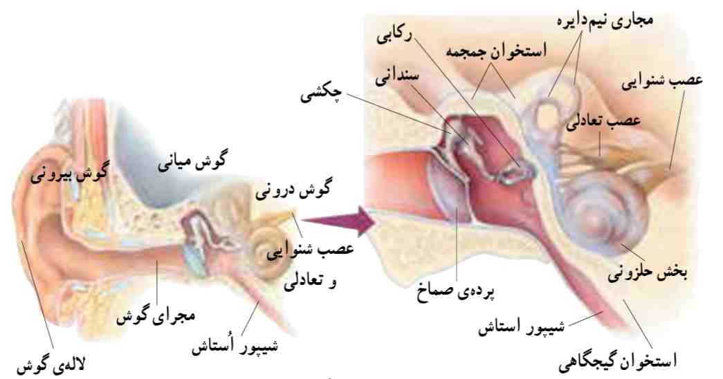 ساختار گوش انسان
