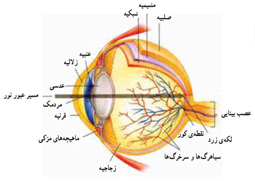 ساختار چشم انسان