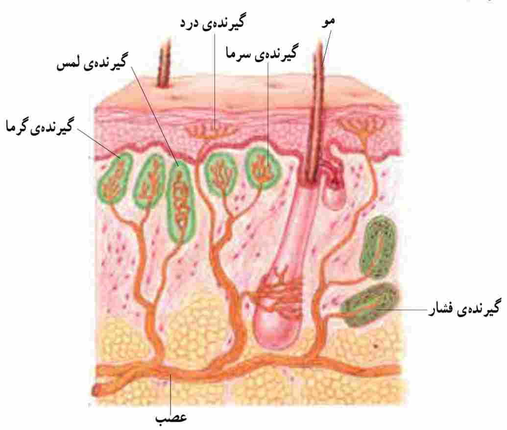 گیرنده‌های حسی پوست