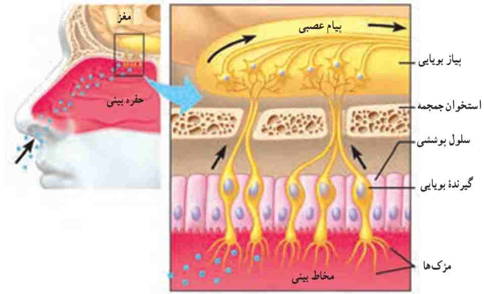 گیرنده‌های بویایی در بینی
