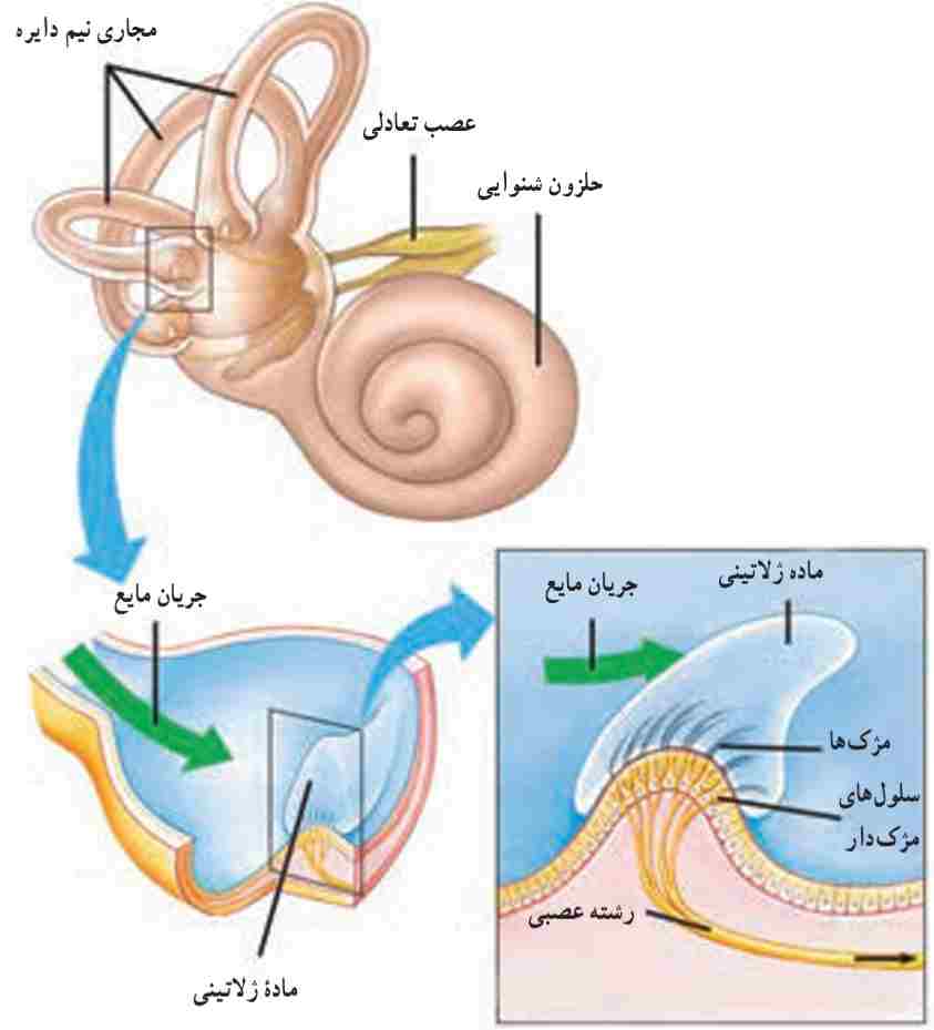 ساختار درونی مجراهای نیم دایره