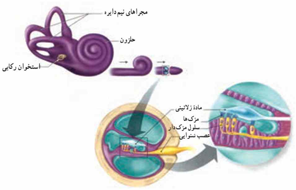 حلزون گوش