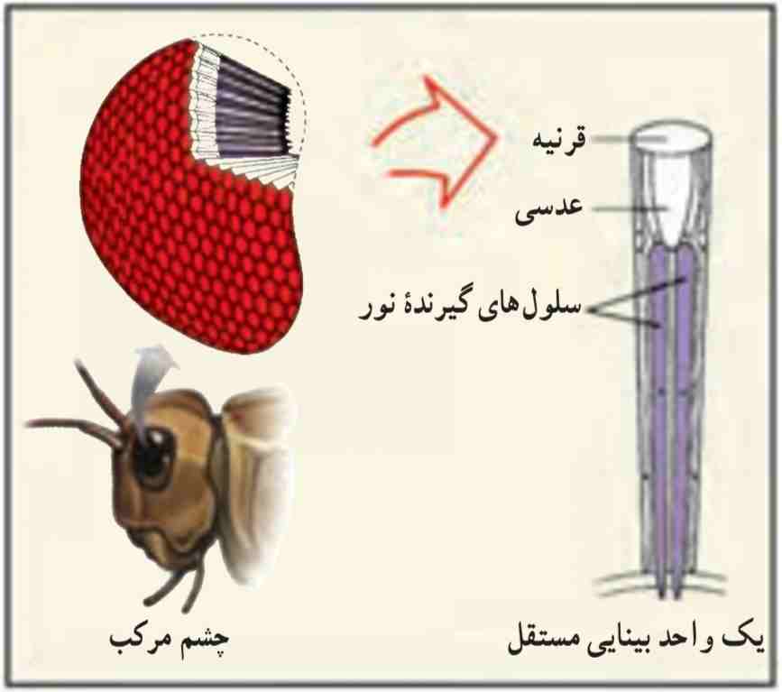 ساختمان چشم مرکب