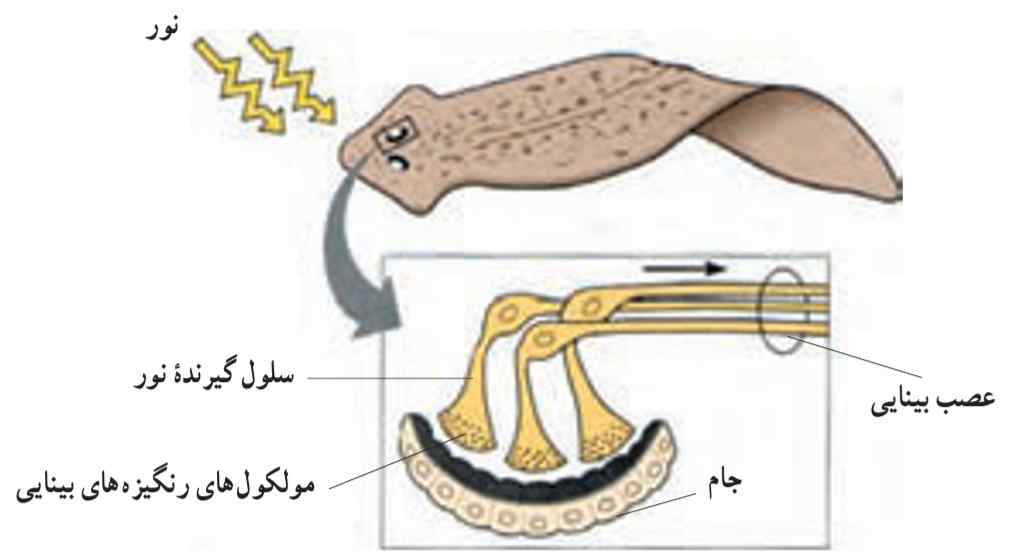 چشم جامی شکل پلاناریا