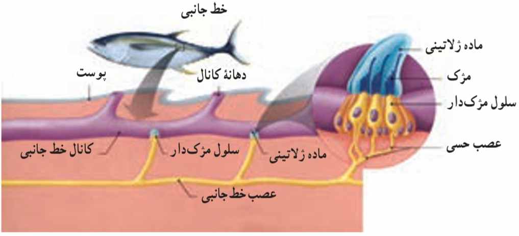 خط جانبی ماهی