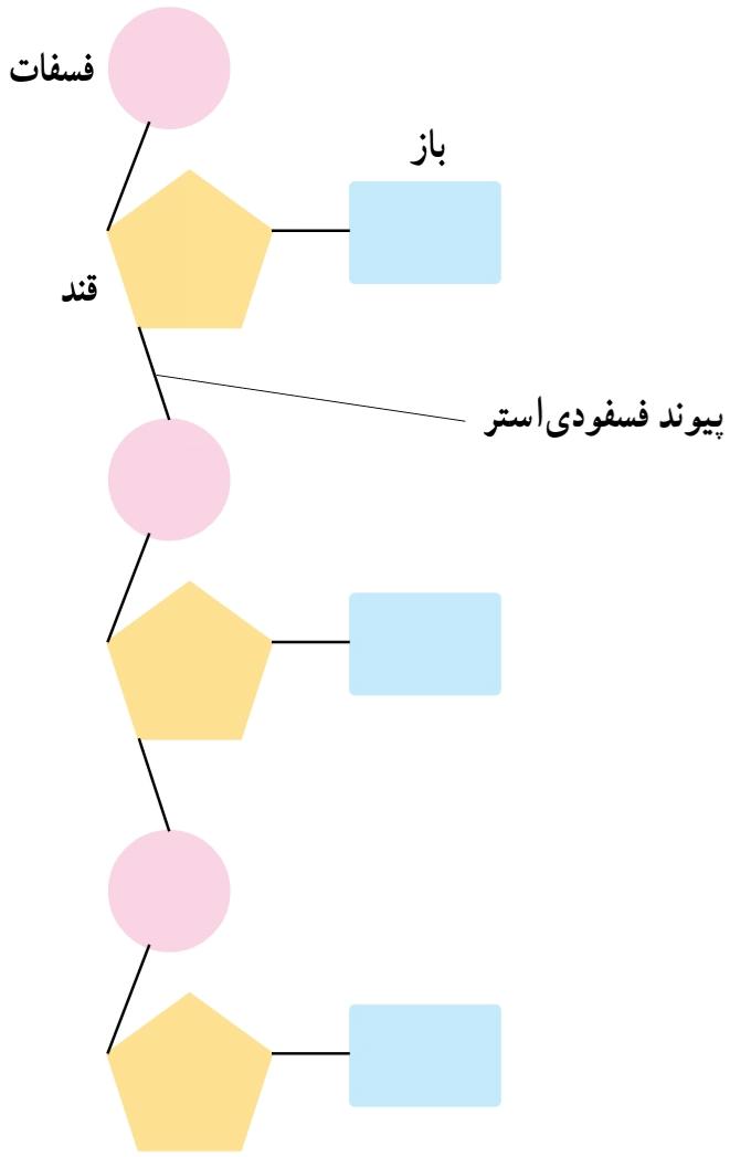 یک رشته پلی نوکلئوتیدی