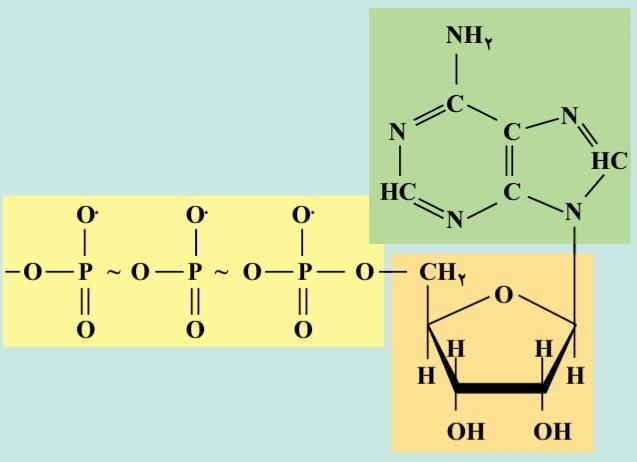 ساختار ATP