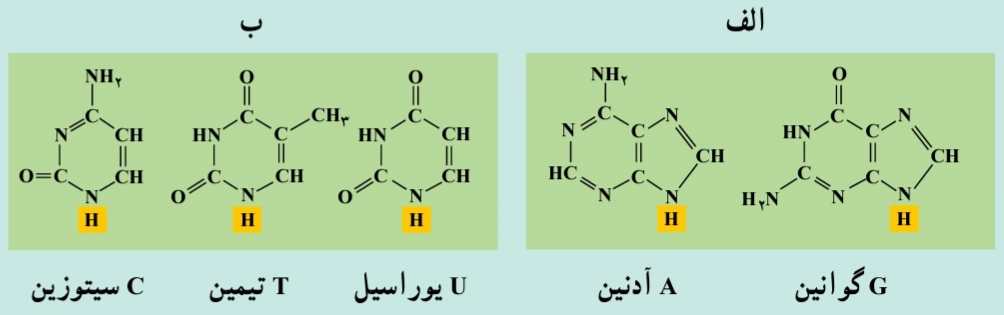 بازهایی که در ساختار نوکلئیک اسیدها به کار می‌روند.  الف) پورین‌ها و ب) پیریمیدین ها