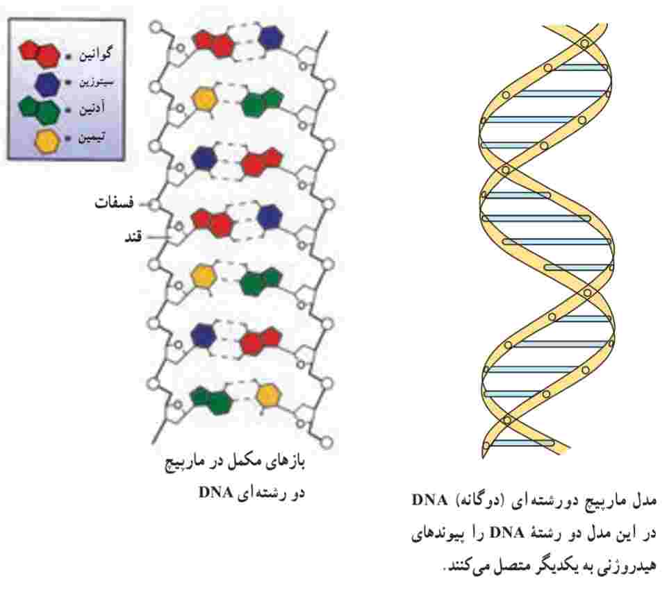 dna-dna