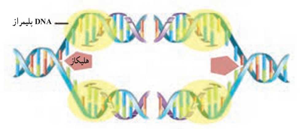 همانندسازی DNA در یوکاریوت