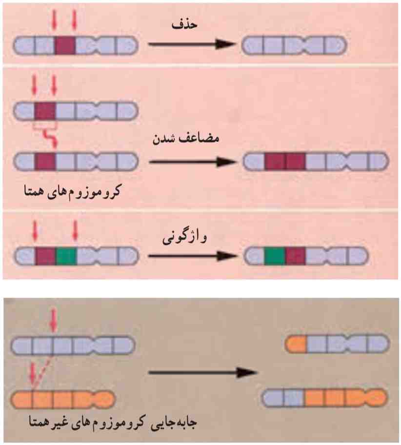 تغییر در ساختار کروموزوم‌ها