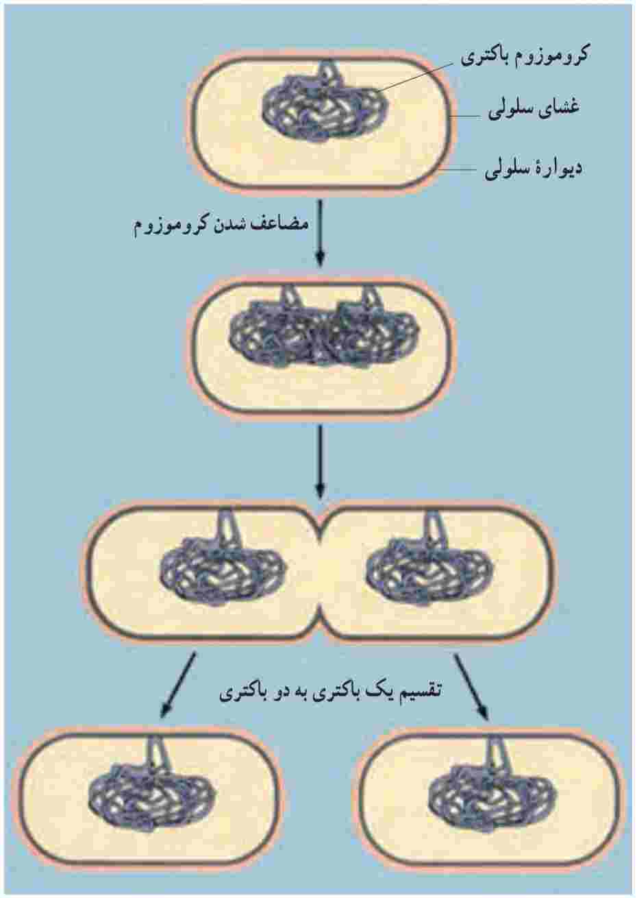 تقسیم دو تایی یک باکتری