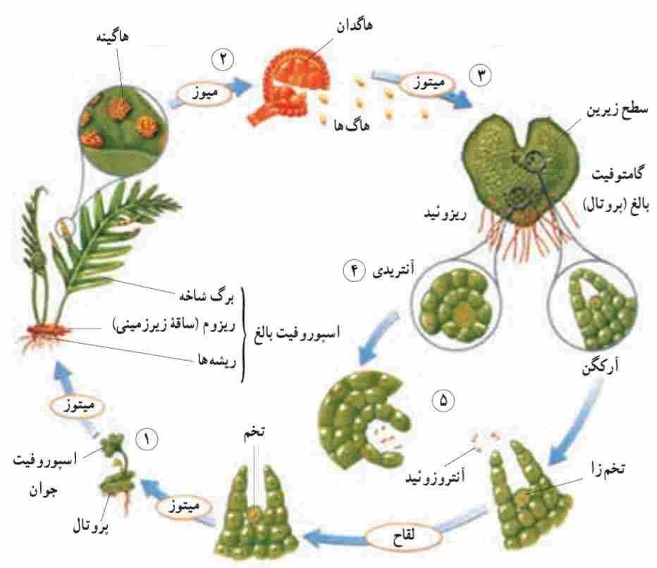 چرخه‌ی زندگى سرخس