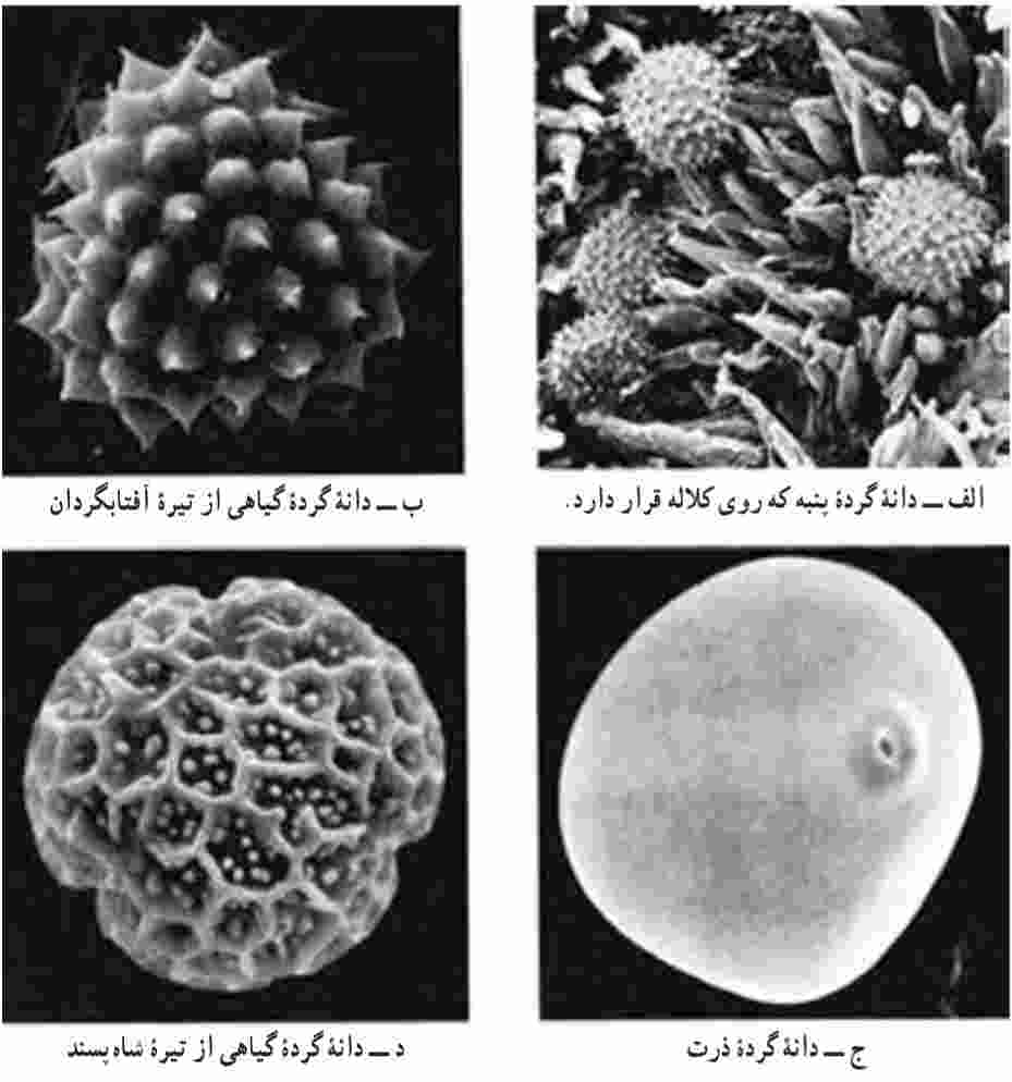انواعى از تزیین‌هاى دانه‌هاى گرده