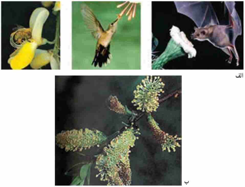 گرده افشانى با کمک جانوران (الف) و باد (ب)