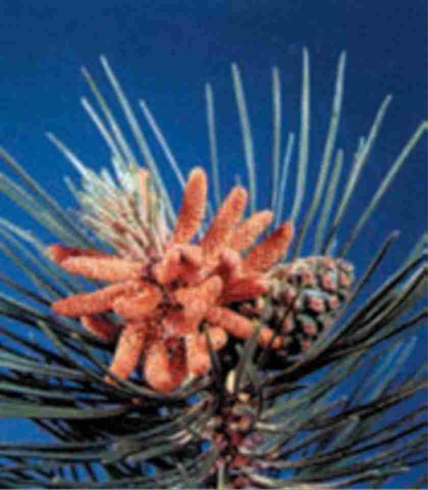 مخروط‌هاى نر (سمت چپ) و مخروط ماده (سمت راست)