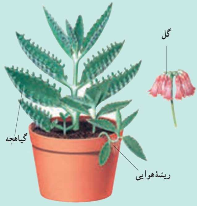 گیاه کالانکوئه