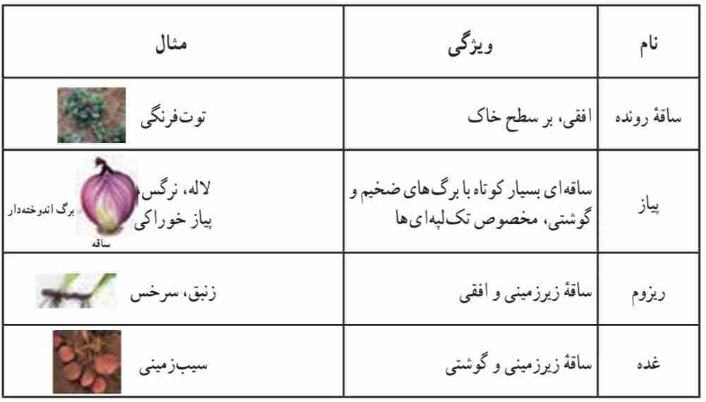 ساقههاى تغییر شکل یافته که در تولیدمثل رویشى نقش دارند