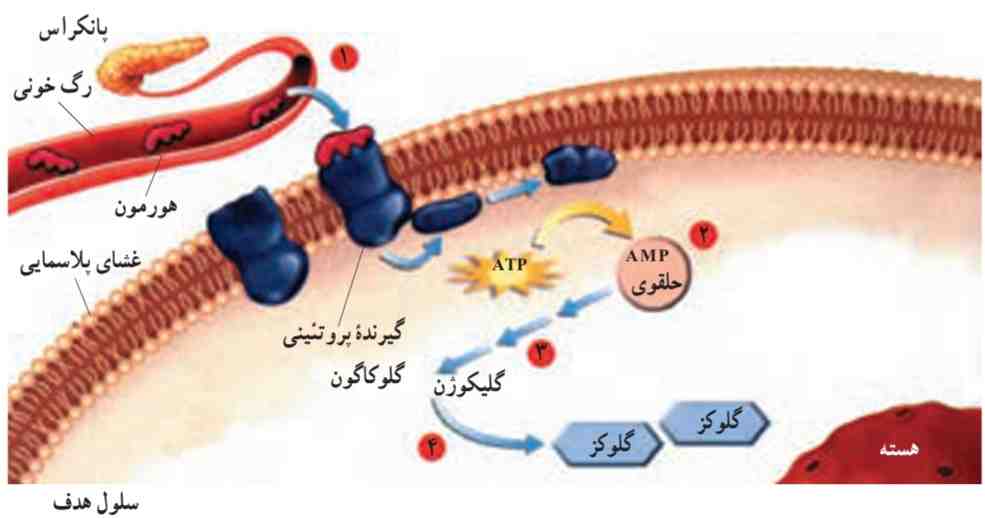 چگونگی عمل یک هورمون آمینواسیدی
