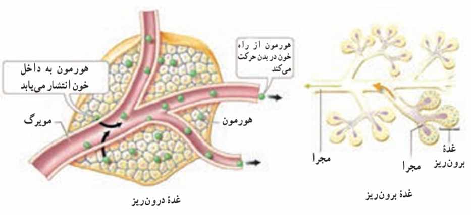 غده درون‌ریز و برون‌ریز