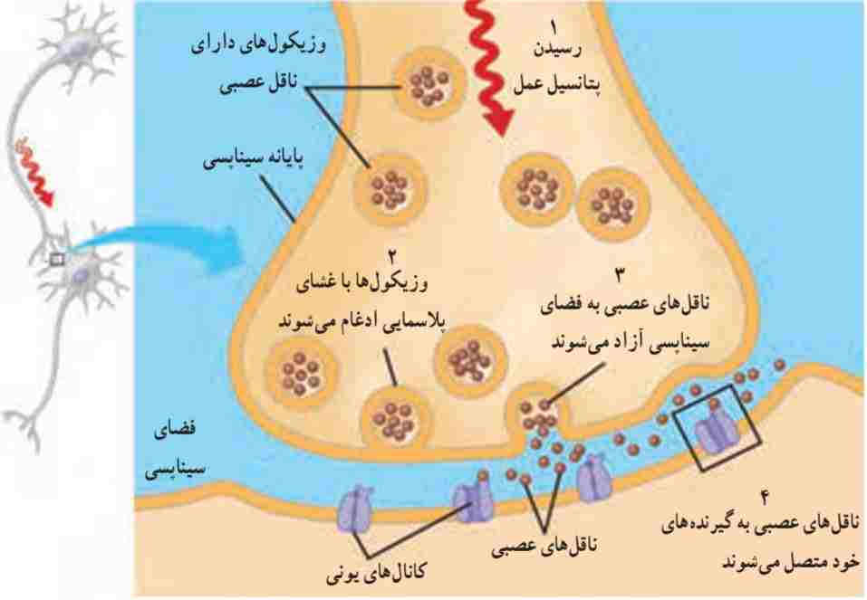 آزاد شدن انتقال دهنده‌های عصبی