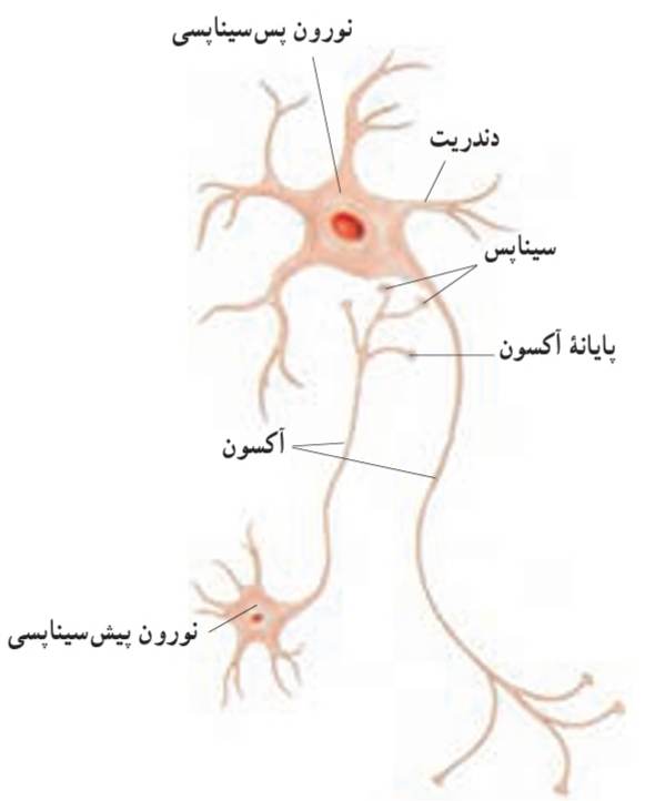 سیناپس