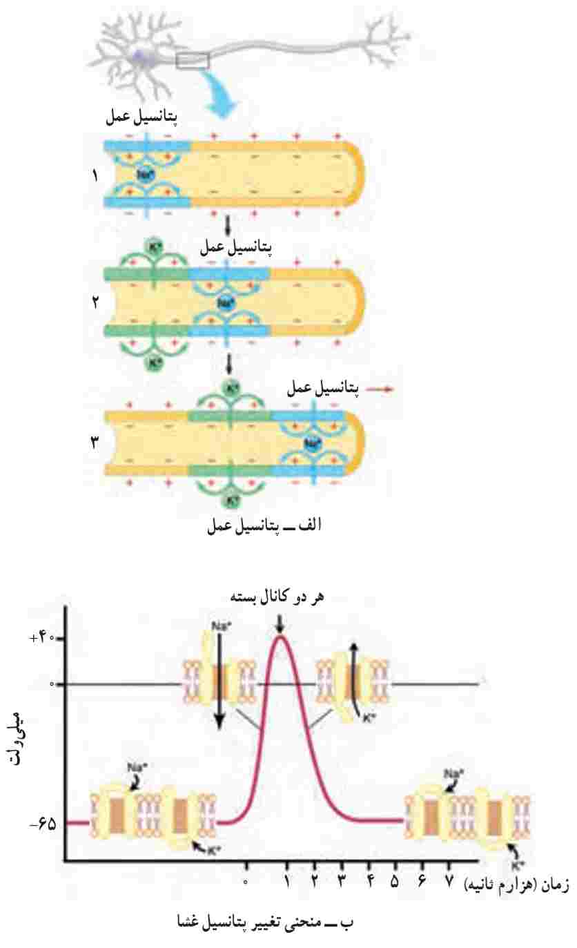منحنی تغییر پتانسیل غشا