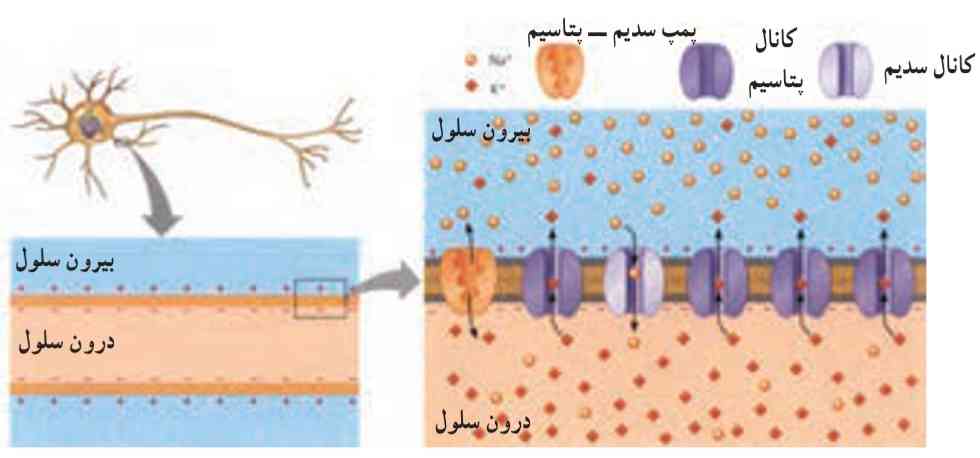 وضعیت غشا در حالت پتانسیل آرامش