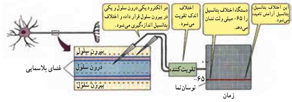چگونگی اندازه گیری اختلاف پتانسیل دو سوی غشای نورون