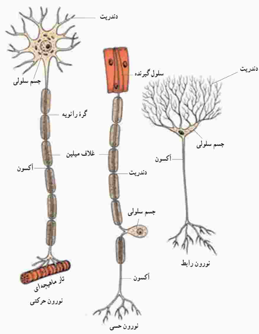 انواع نورون