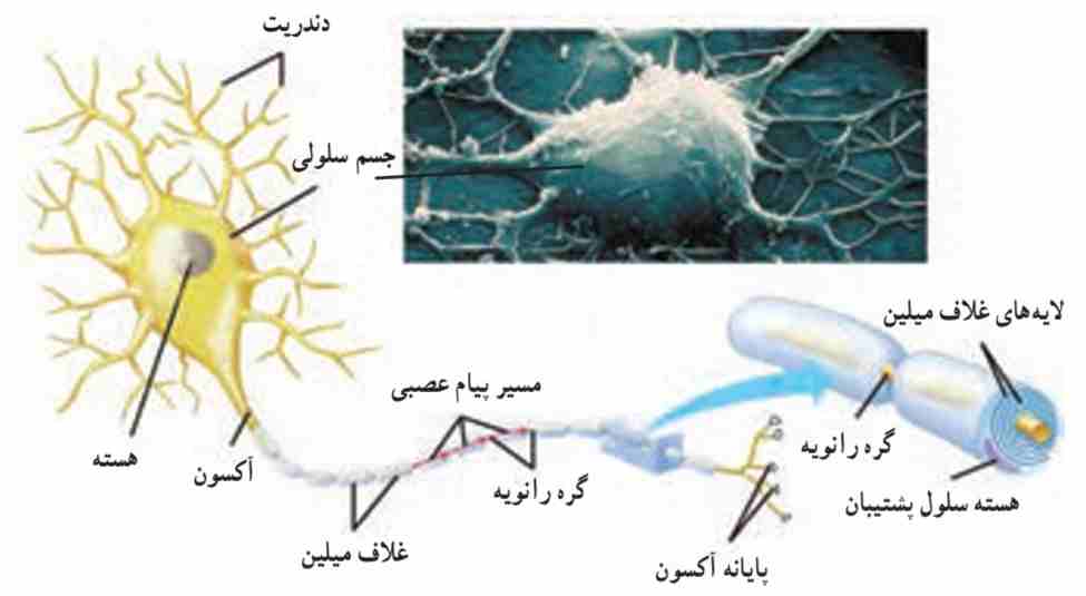 ساختار نورون