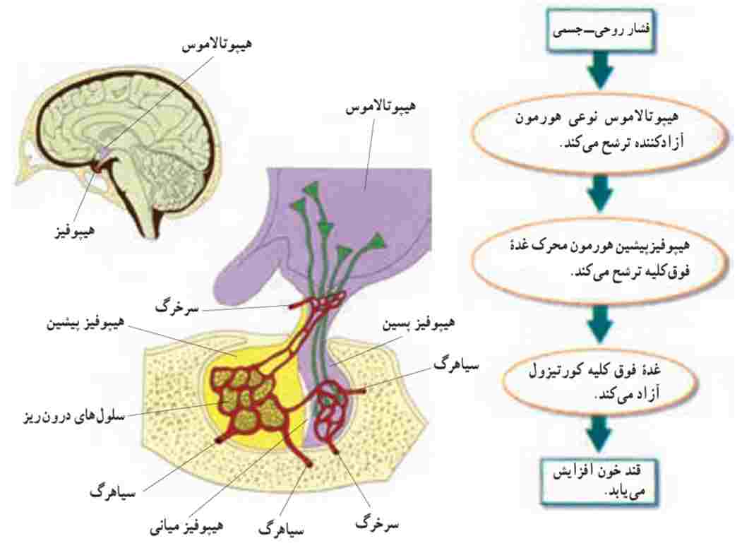 غده‌های هیپوتالاموس و هیپوفیز و رابطه بین آنها