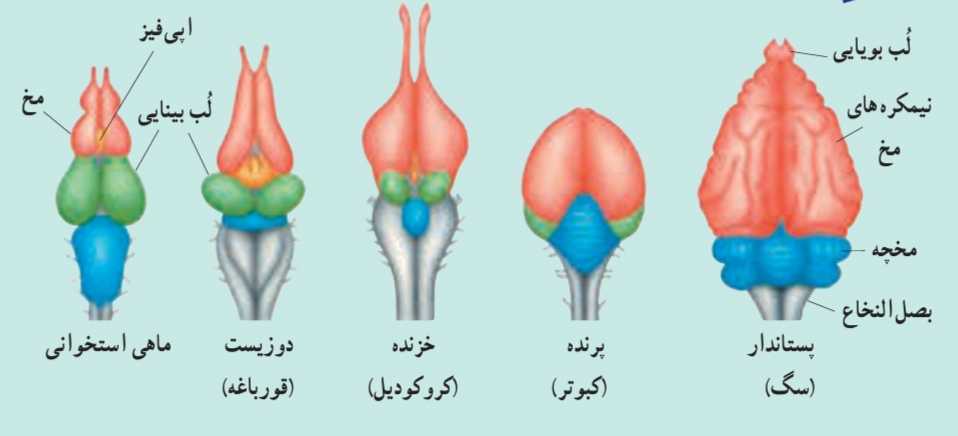 مقایسه دستگاه عصبی مهره‌داران