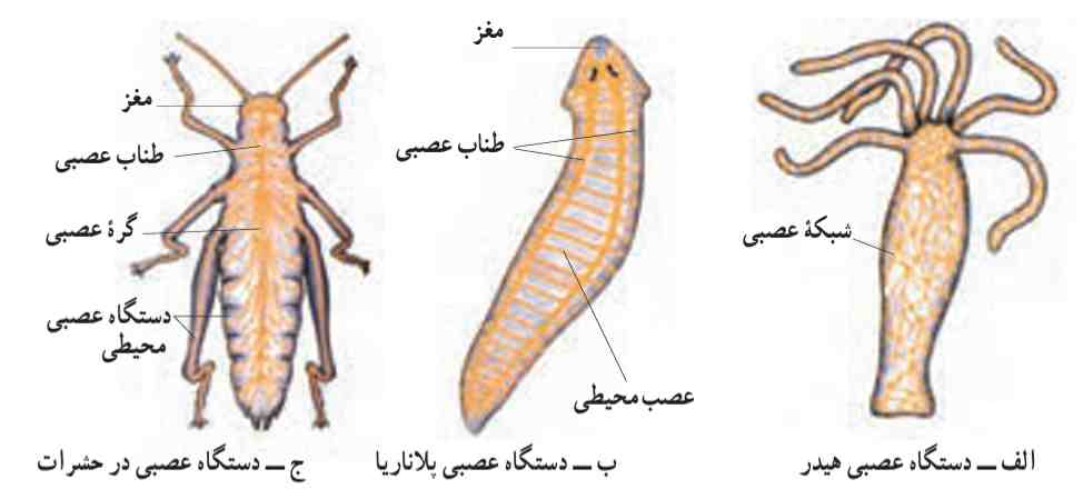 دستگاه عصبی چند جانور