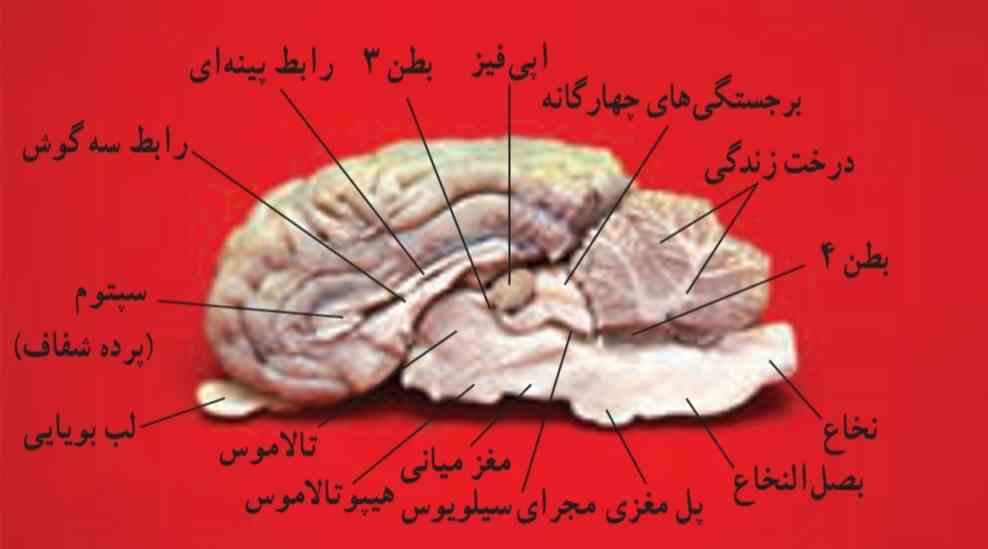  پ) مشاهده بخش‌های درونی مغز