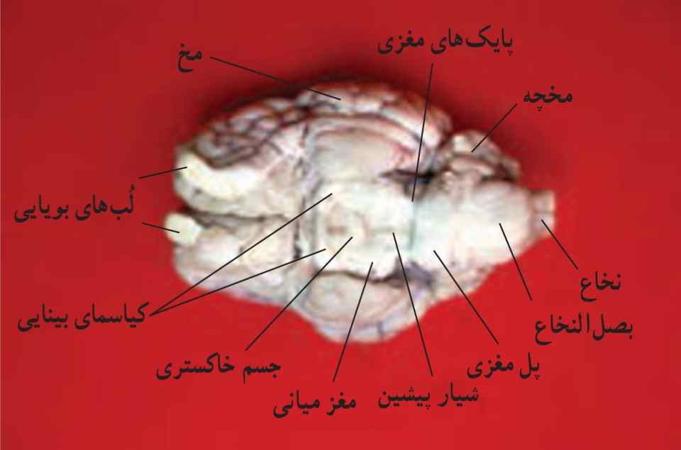 مشاهده سطح شکمی مغز