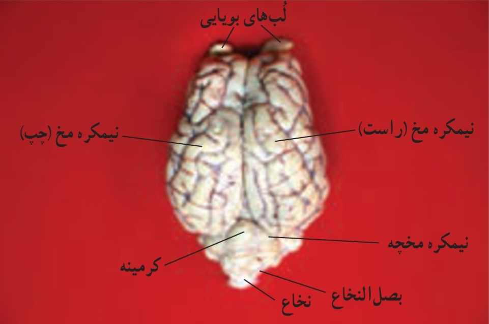 مشاهده سطح پشتی مغز