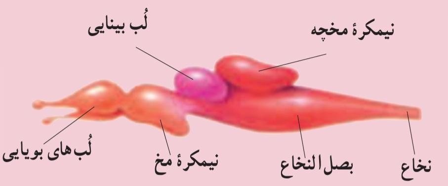 مغز ماهی