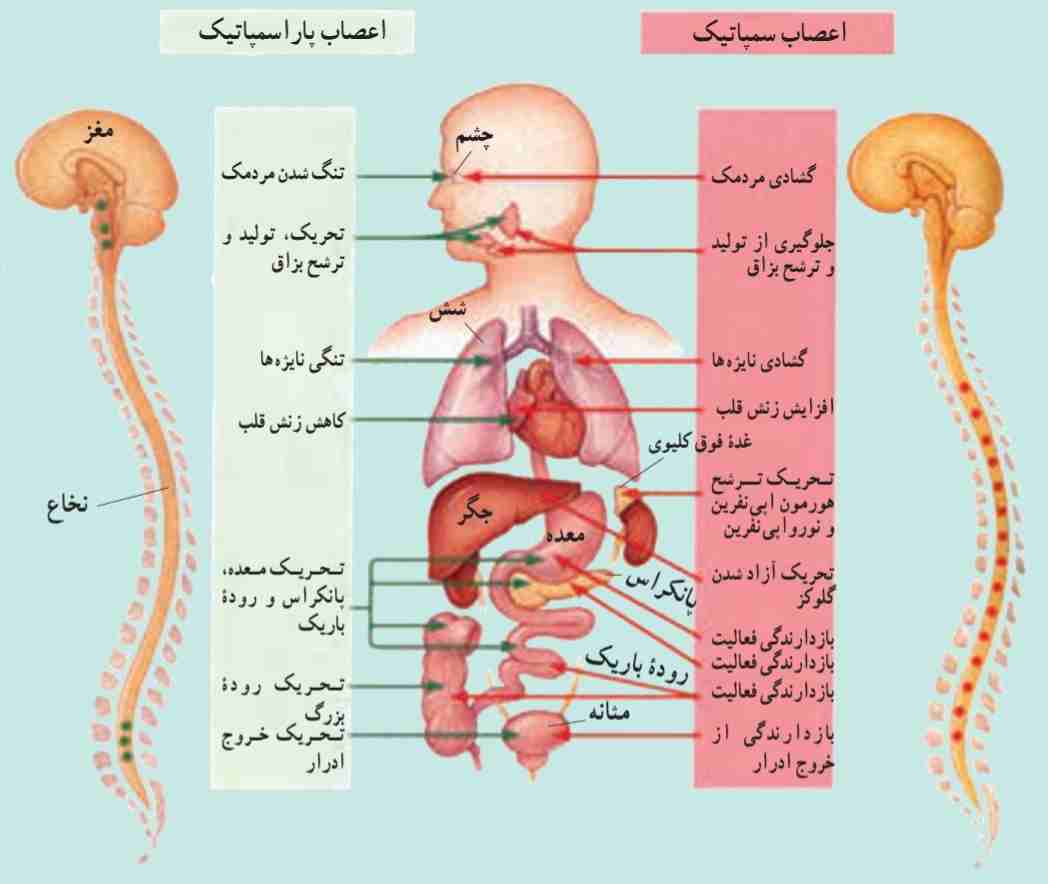دستگاه عصبی سمپاتیک و پاراسمپاتیک