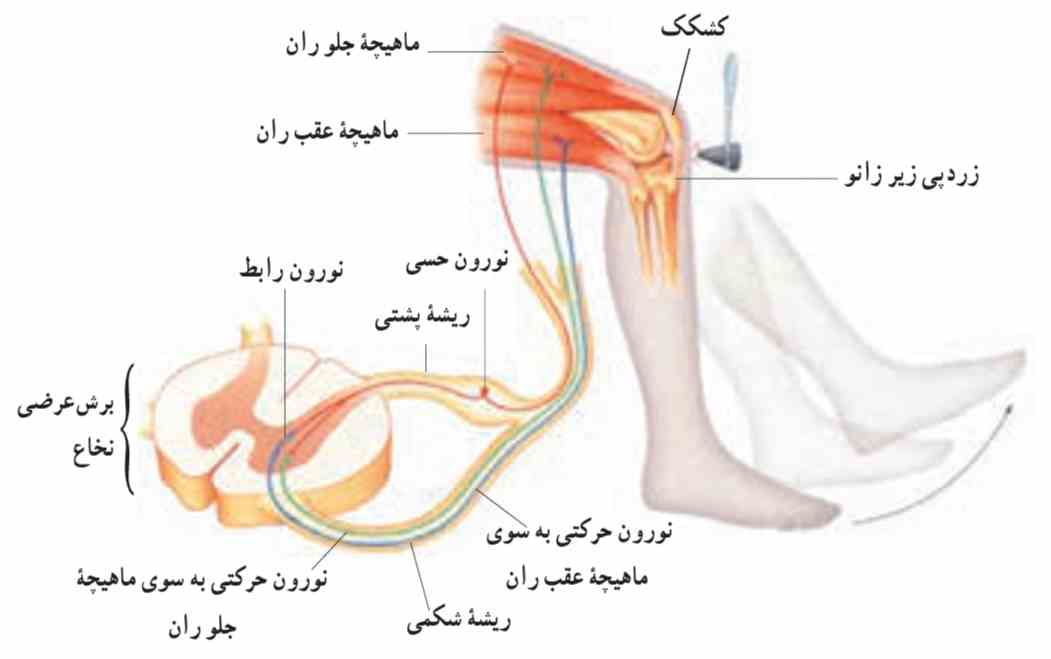 انعکاس زردپی زیر زانو