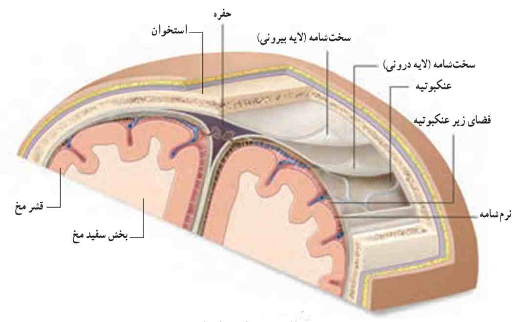 پرده مننژ مغز