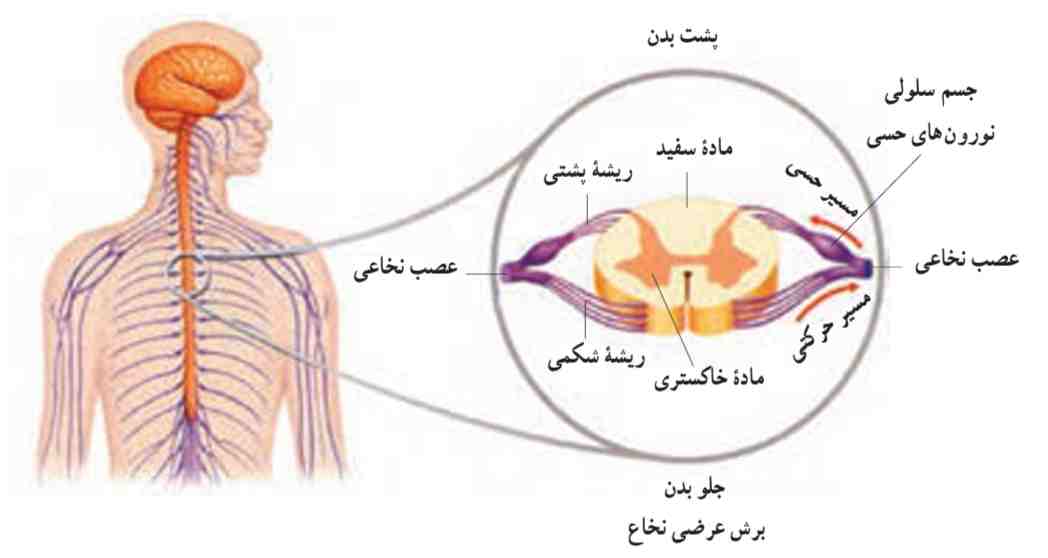 نخاع